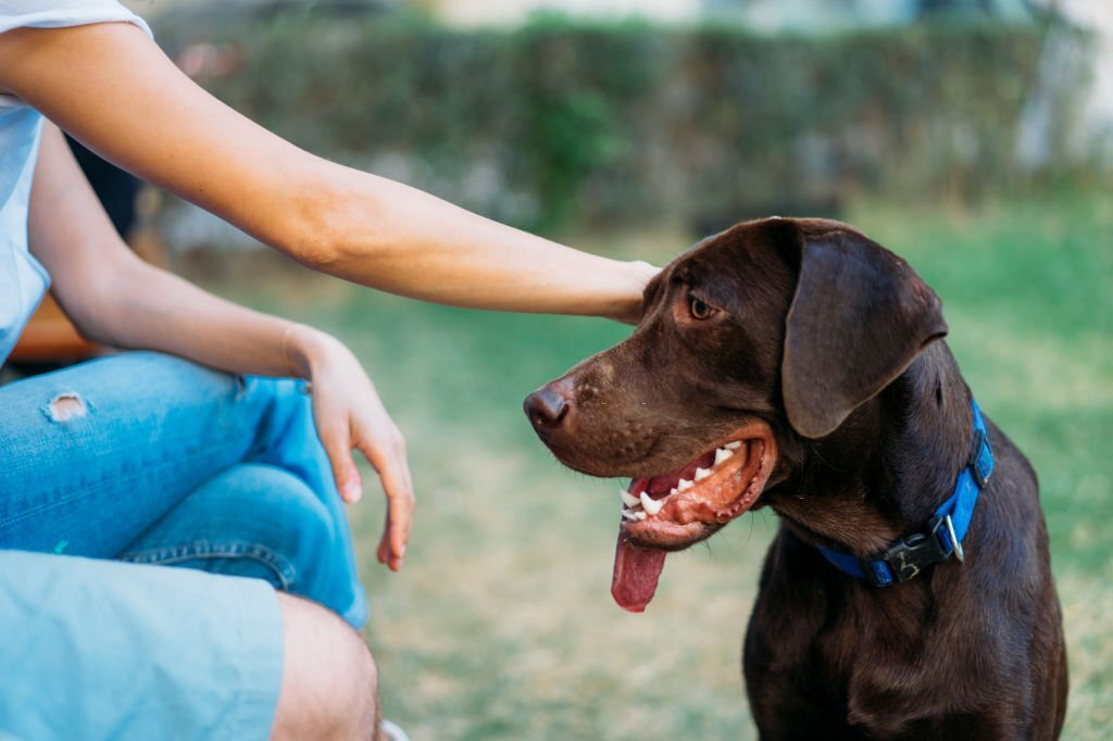 how-to-stop-my-dogs-breath-from-smelling-like-fish-oylia