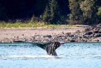 Icy Strait Point Whale Watching