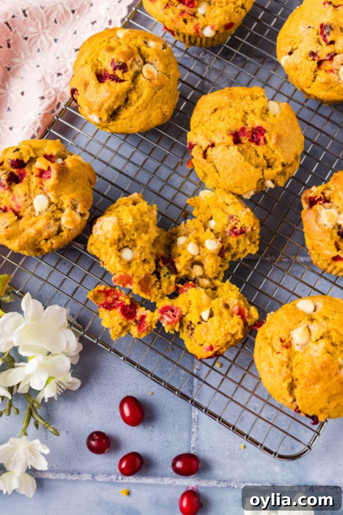 Spiced Pumpkin Cranberry Muffins 11 A Pumpkin Cranberry Muffin broken open on a wire rack, revealing its moist interior, cranberries, and white chocolate chunks.