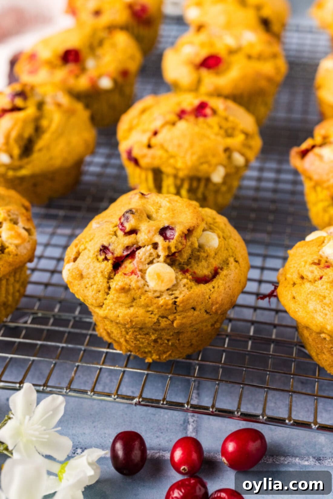 Spiced Pumpkin Cranberry Muffins 3 Close up photo of a fluffy Pumpkin Cranberry Muffin with white chocolate and cranberries visible, resting on a wire rack.