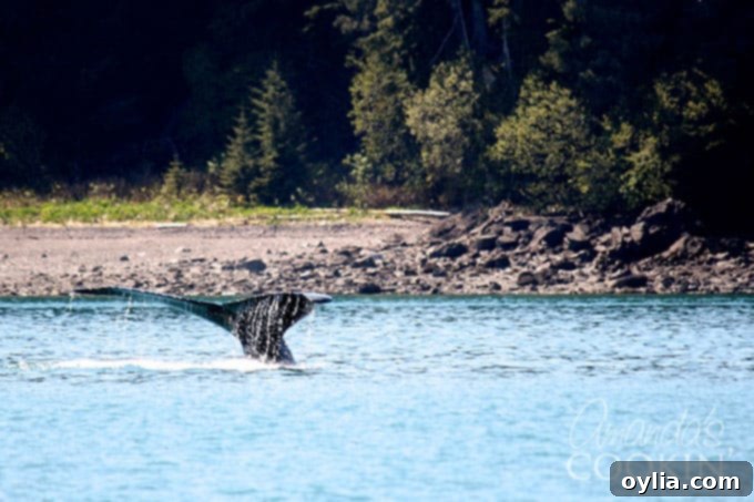 A stunning shot of a humpback whale's tail fluke elegantly disappearing into the water off Icy Strait Point, Alaska.