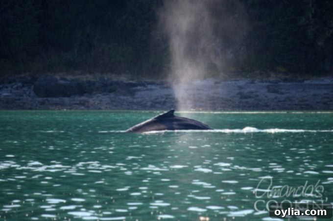 A majestic humpback whale gracefully diving back into the deep waters near Icy Strait Point, Alaska.