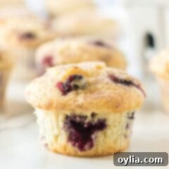 blueberry muffin