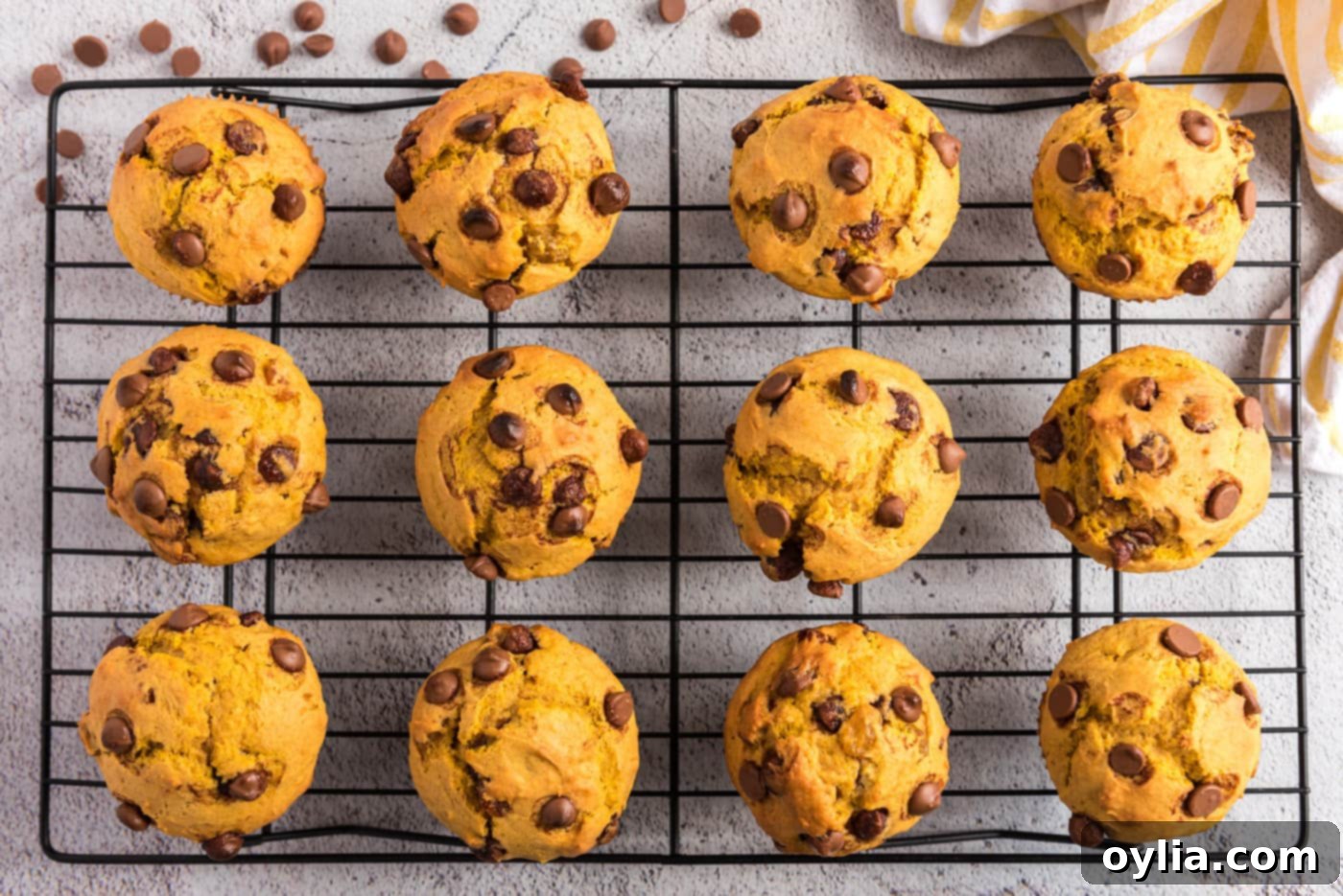 Freshly baked chocolate chip pumpkin muffins arranged on a wire cooling rack
