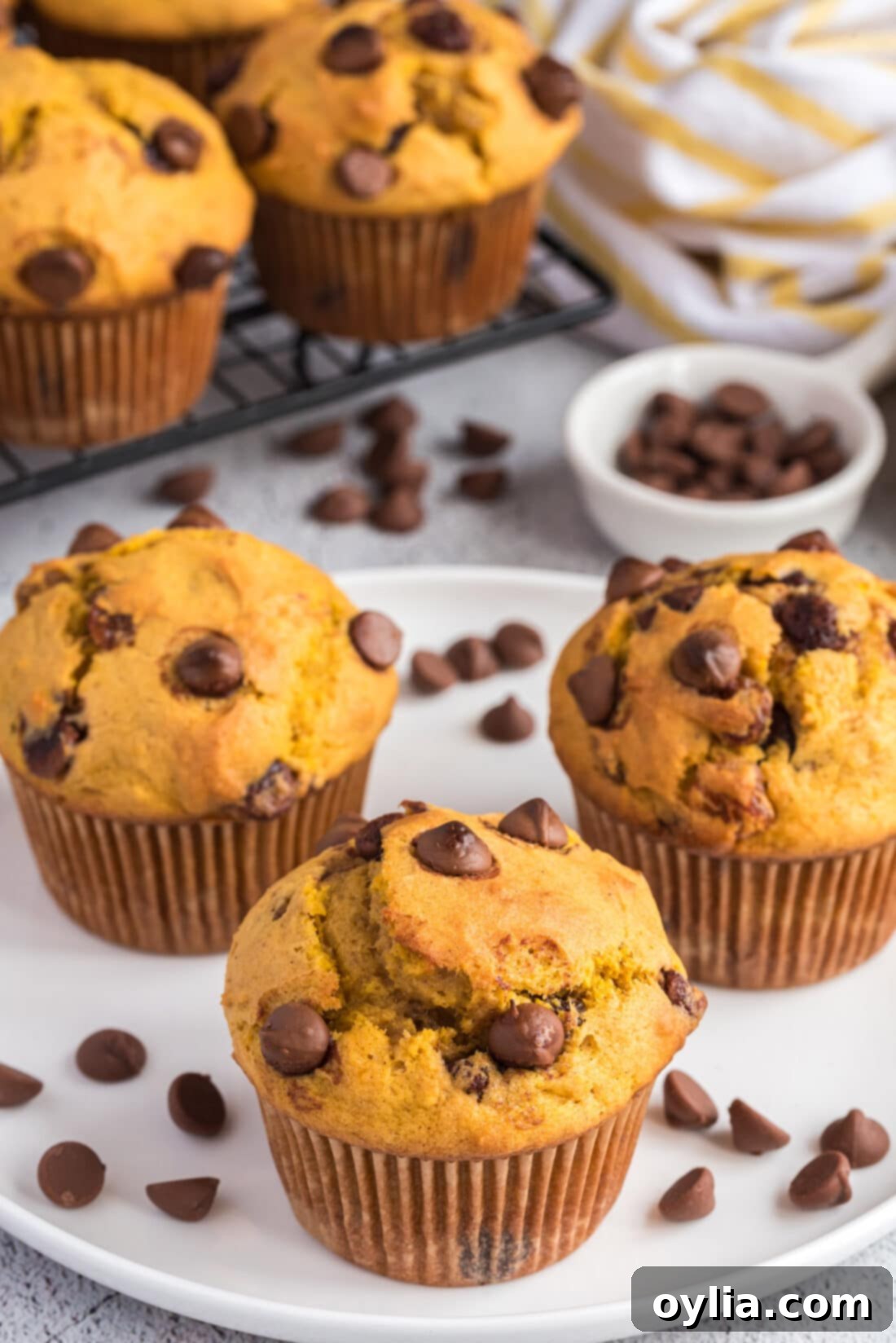 Chocolate Chip Pumpkin Muffins served on a white plate, ready to eat