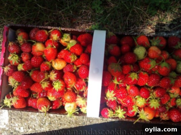 basket of fresh picked strawberries