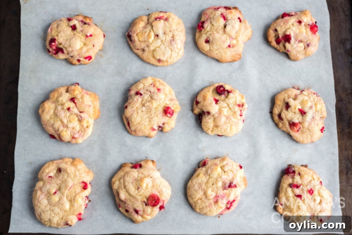 Freshly baked White Chocolate Cranberry Cookies on a cookie sheet, golden and delicious