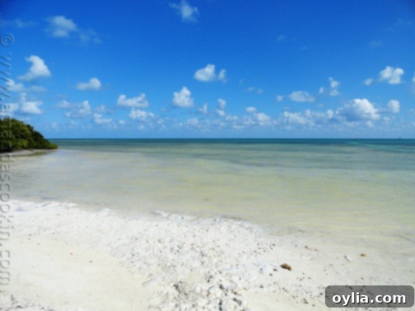 Scenic view of Annie's Beach, a hidden gem in Key Largo, Florida