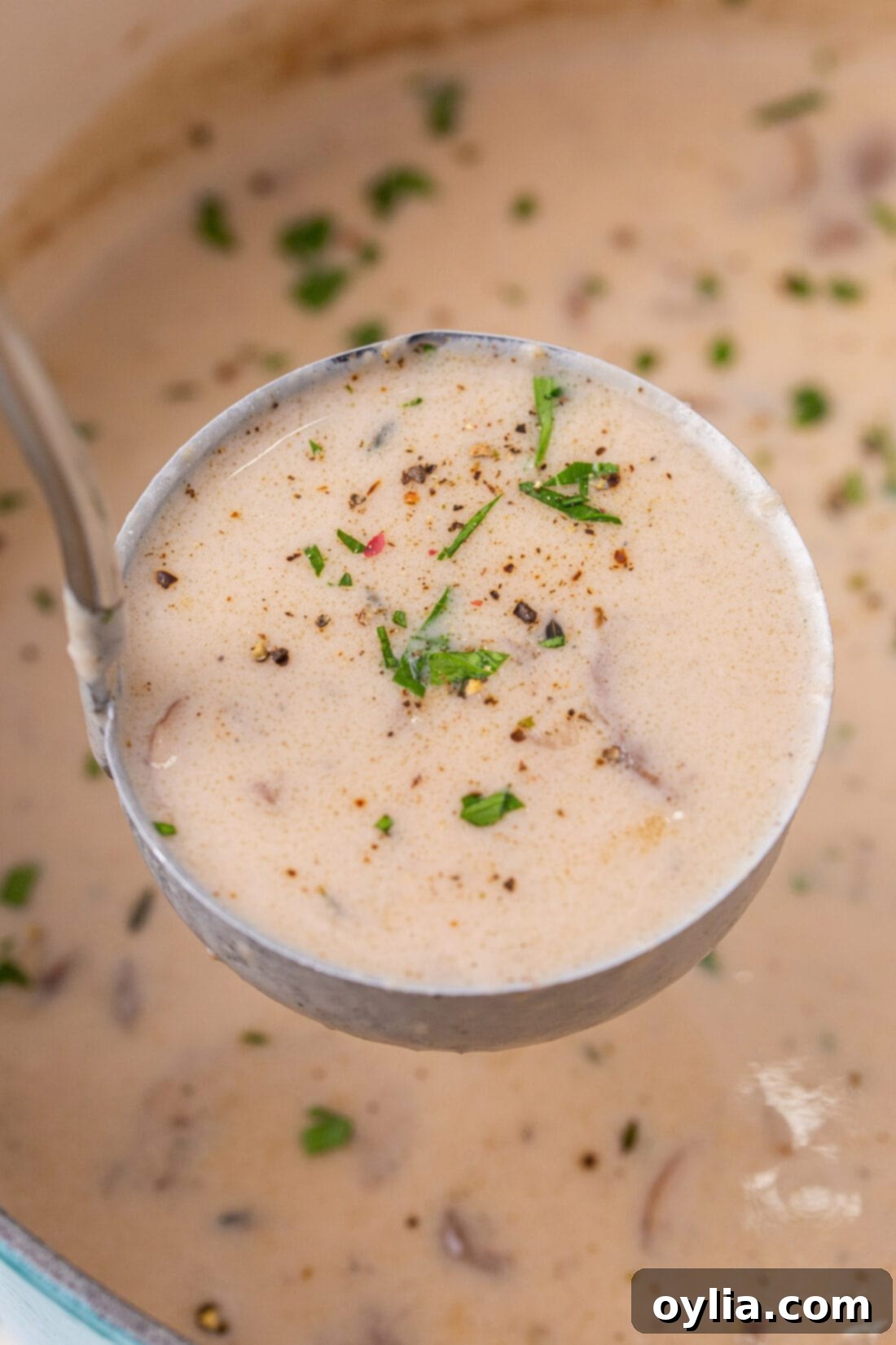 Velvety Mushroom Delight 2 ladle of Cream of Mushroom Soup