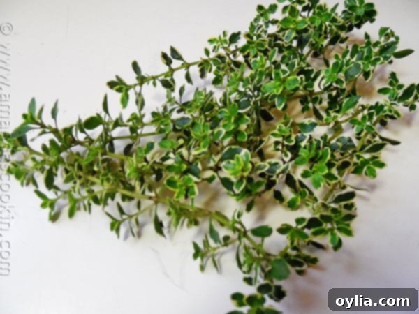 Freshly picked bright green lemon thyme leaves, showing their delicate texture, ready to be incorporated into a savory dish.