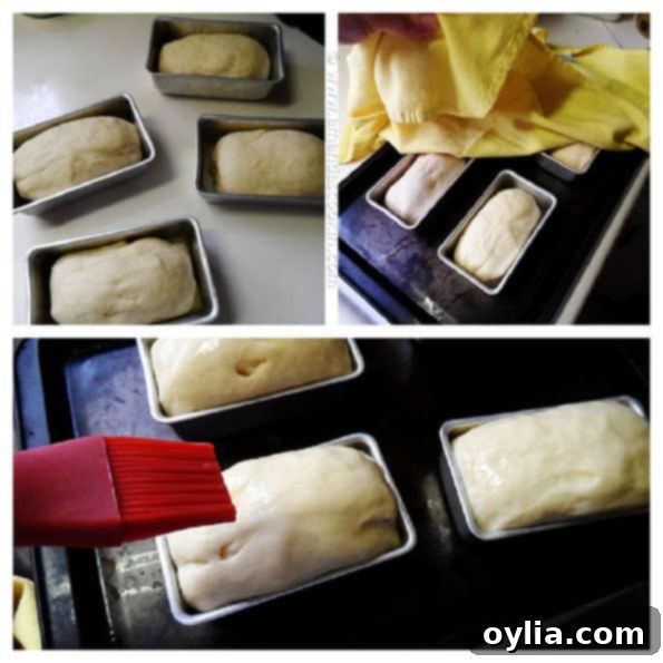 Dough portions rising in mini loaf pans for Amish white bread.