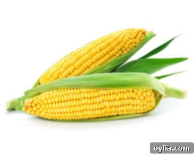 A single ear of corn, with golden kernels, isolated on a white background.